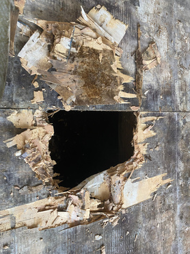 Dry Rot Project image