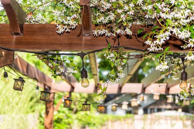 Wooden pergola and vines