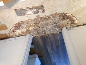 Dry Rot Project image